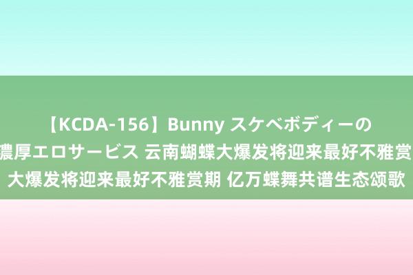 【KCDA-156】Bunny スケベボディーのバニーガールが手と口で濃厚エロサービス 云南蝴蝶大爆发将迎来最好不雅赏期 亿万蝶舞共谱生态颂歌